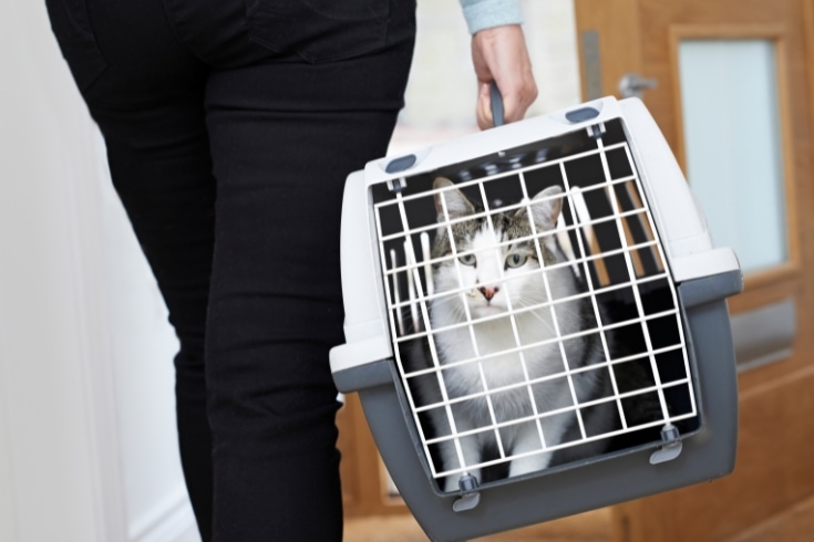 Woman Taking Pet Cat To Vet In Carrier