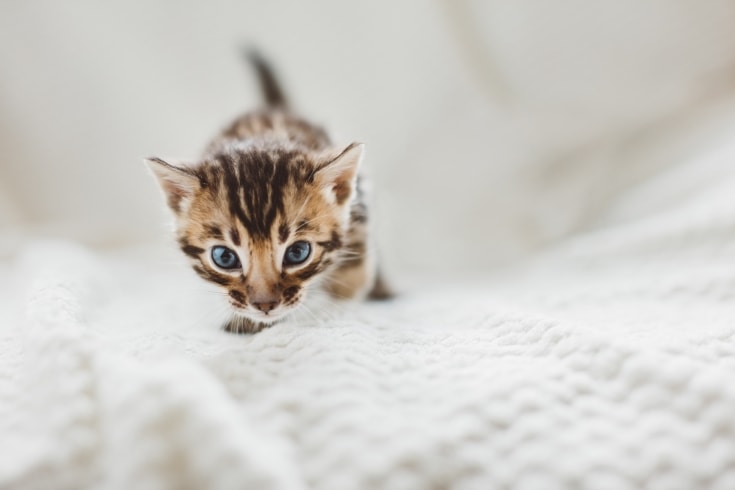 Young Bengal Kitten Walking on Bed at Home.