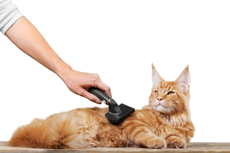 a cat being groomed