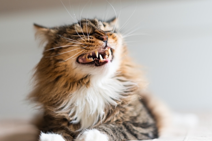 angry cat lying on bed