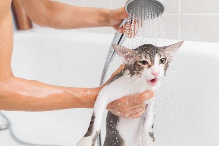 bathing a cat