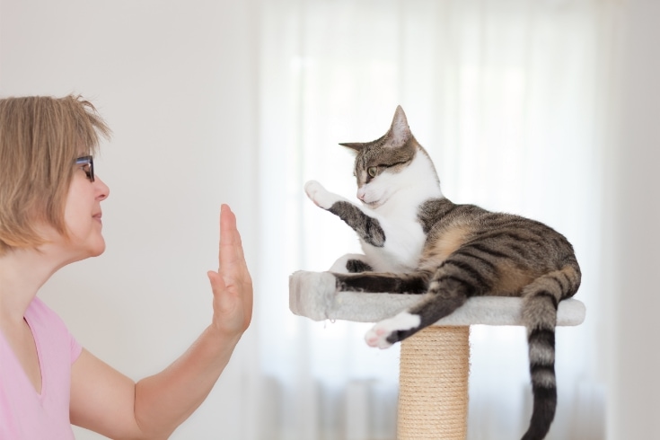 blonde woman and cat gives high five