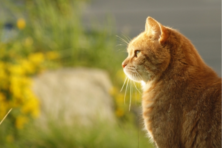 brown cat looking far away