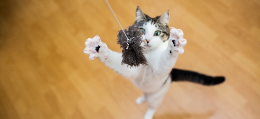 cat catching a toy - lure
