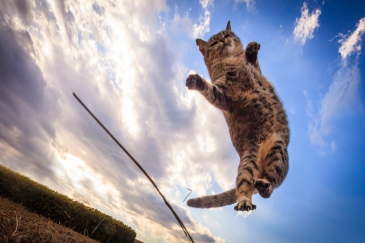 cat jump