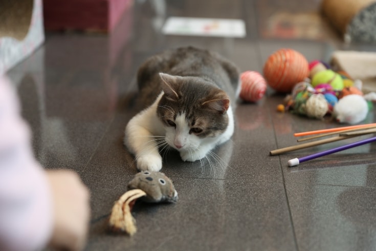 cat plays with a soft toy