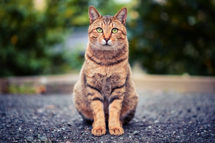 cat sitting on the ground with bokeh background