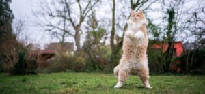 cat standing on hind legs