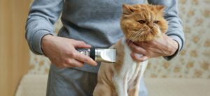 close up of cat grooming