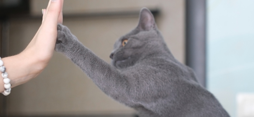 cute british cat giving high five