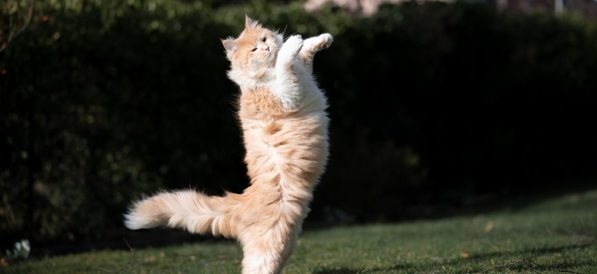 cute cat tricks standing