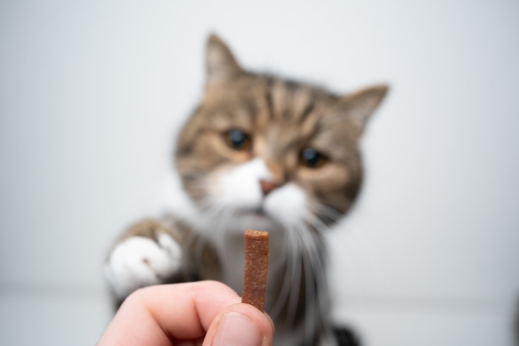 feeding cat treats