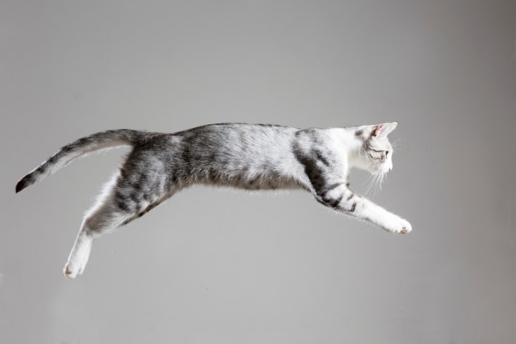 tabby cat jumping