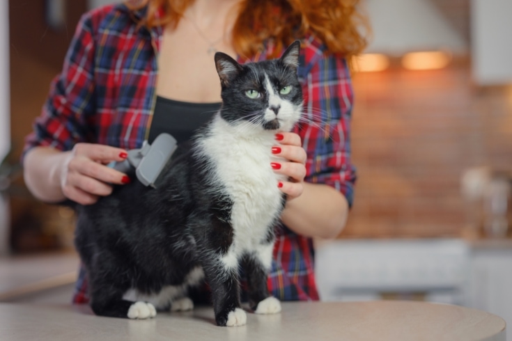 woman cat grooming at home