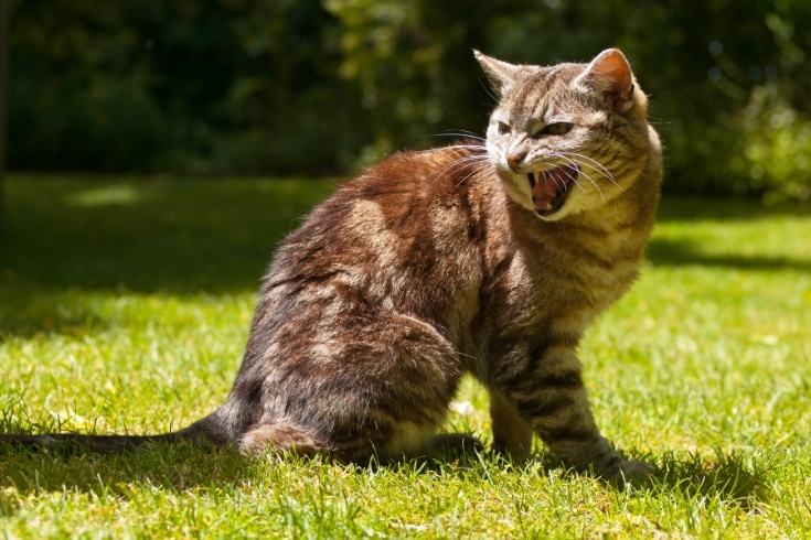 yelling agressive cat