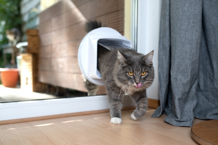 Cat Flap