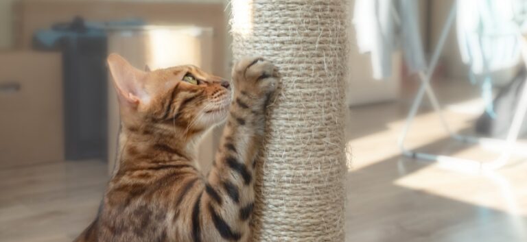 How To Train Your Cat To Use A Scratching Post: Guide, Tips ...