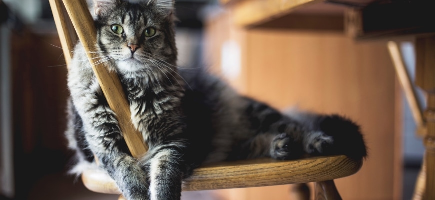 Gray Cat Sitting on a Chair