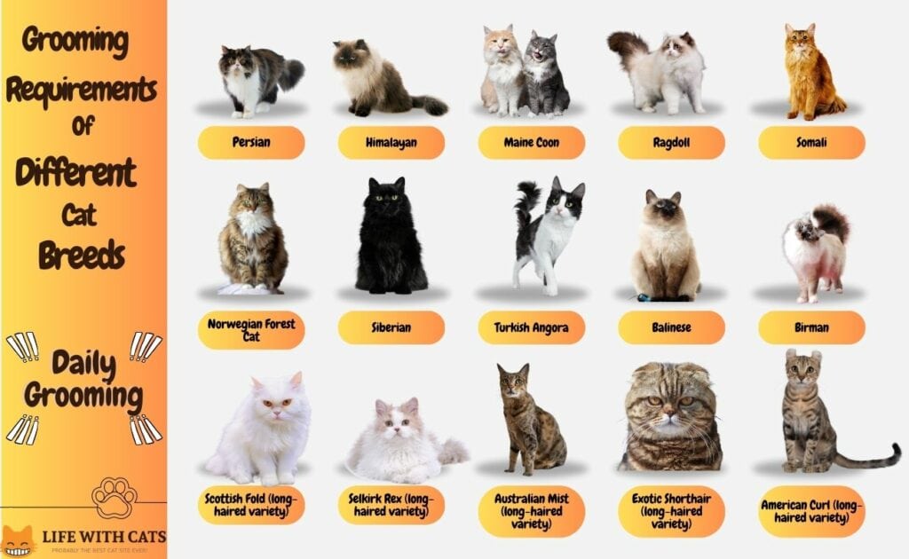 Grooming Requirements of Cats - Daily