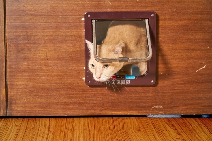 Yellow cat is walking through the cat flap door