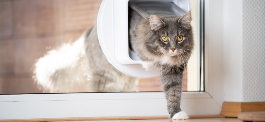 cat passing through cat flap window