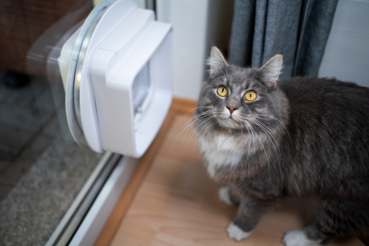 cat scared using cat flap