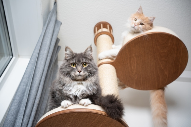 cats-scratching-post.jpg