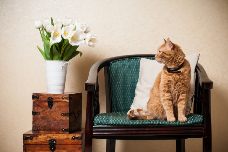 home interior cat