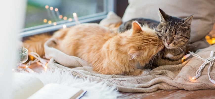 two cats cuddling