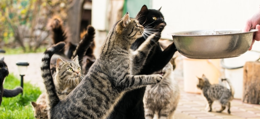 Why Do Cats Growl? The Reason for the Grrr and How to Respond