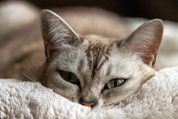 Cat lying in bed