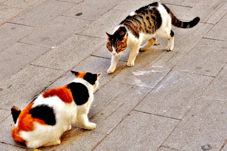 alley cats in fighting stance