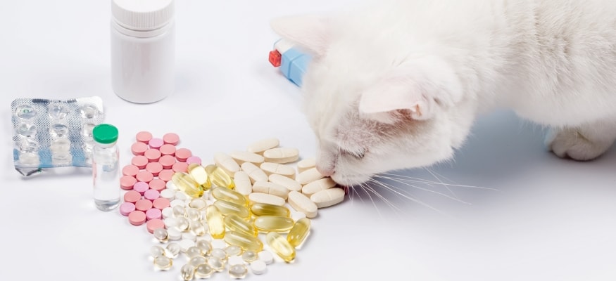 Vitamins-or-tablets-for-cat.jpg