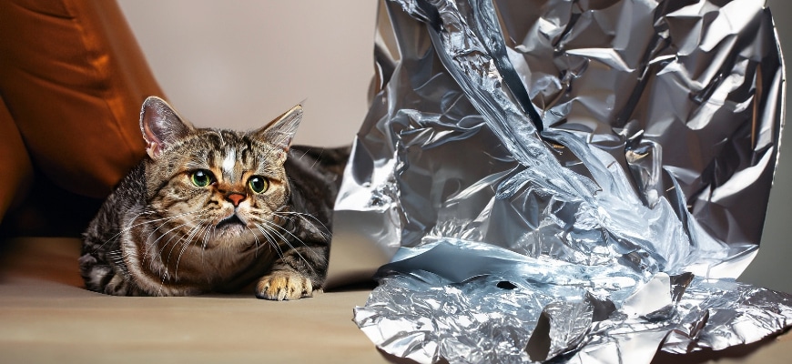 Why Do Cats Hate Aluminum Foil So Much? A Vet Explains - DodoWell - The Dodo