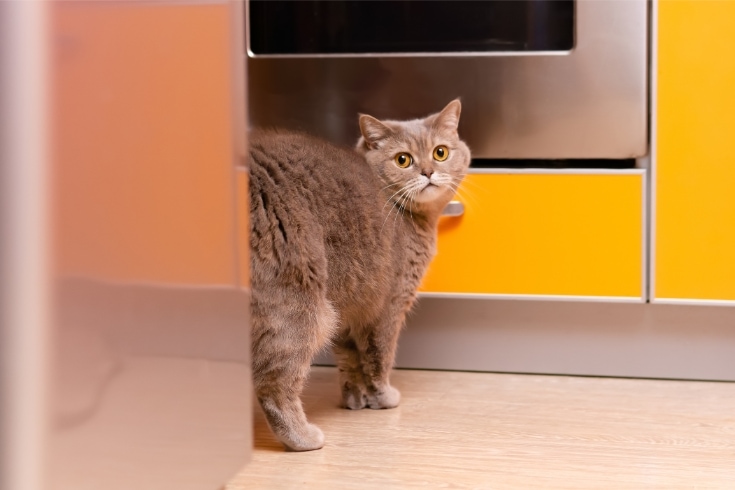 what-does-the-cat-do-behind-the-fridge.jpg